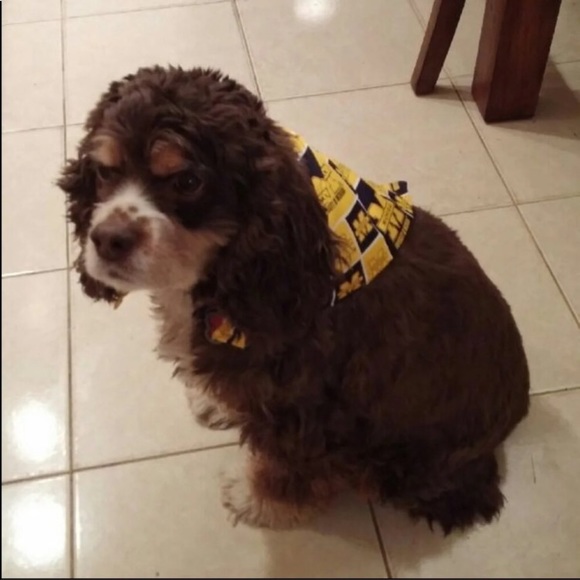 Paisley Doggy Bandana - Picture 4 of 4